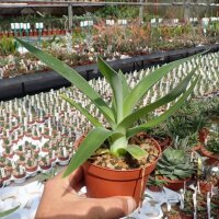 Agave attenuata cv. Boutine Blue