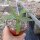 Agave attenuata cv. Boutine Blue