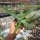 Agave attenuata cv. Boutine Blue