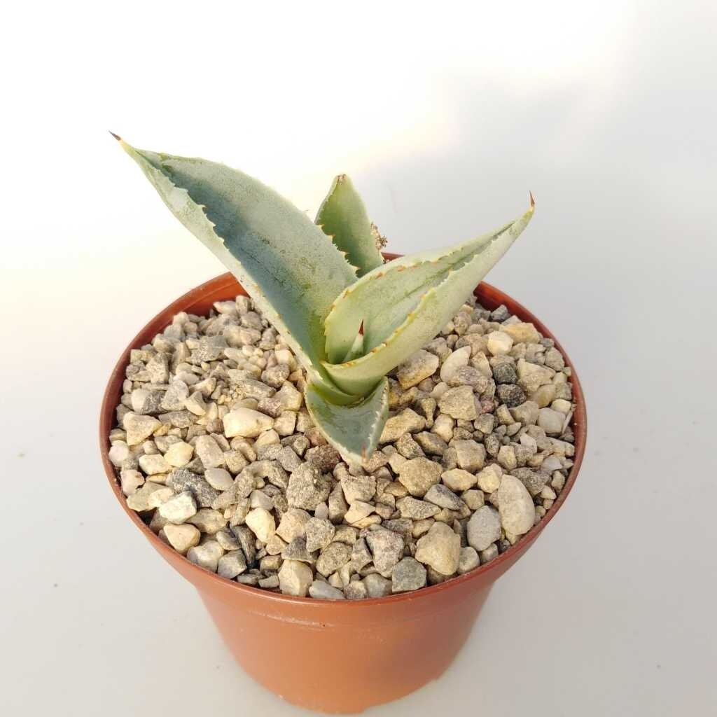 Agave pygmaea cv. Dragon Toes | Blüte orange-gelb | Uhlig Kakteen, 19,00