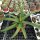 Agave bracteosa