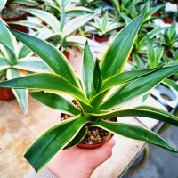 Agave desmettiana cv. variegata