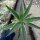 Agave desmettiana cv. variegata