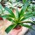 Agave desmettiana cv. variegata