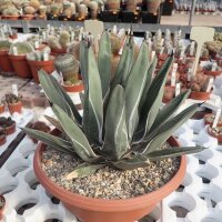 Agave victoriae-reginae v.ferdinandi-regis