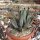 Agave victoriae-reginae v.ferdinandi-regis