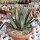 Agave victoriae-reginae v.ferdinandi-regis