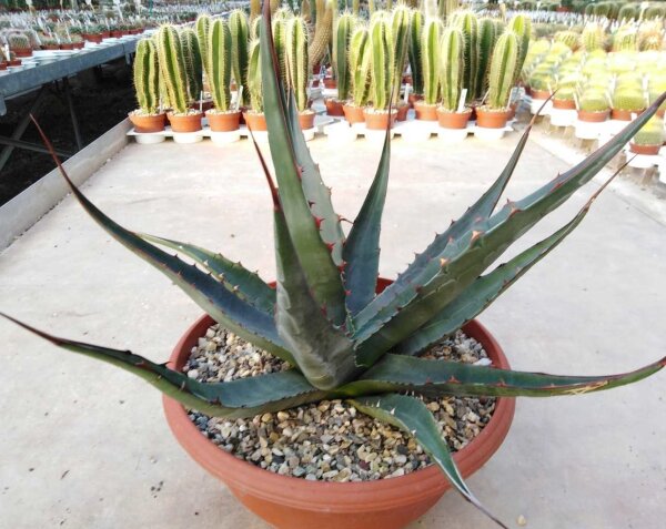 Agave ferox