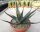 Agave ferox