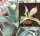 Agave ferox