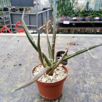 Agave filifera