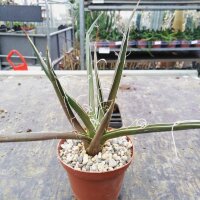 Agave filifera