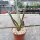 Agave filifera