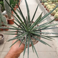 Agave geminiflora
