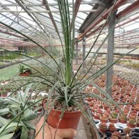 Agave geminiflora