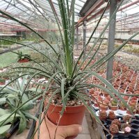 Agave geminiflora