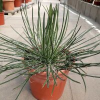 Agave geminiflora