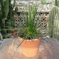 Agave geminiflora