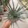 Agave geminiflora