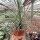 Agave geminiflora