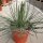 Agave geminiflora