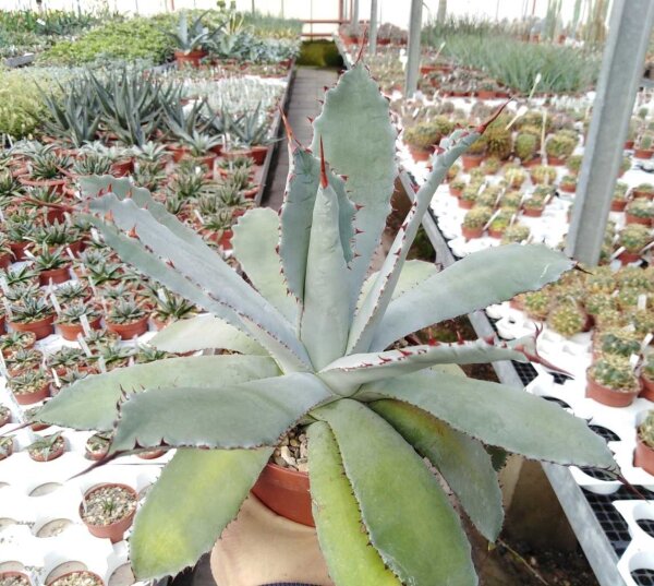 Agave guadalajarana Guadojora, NM