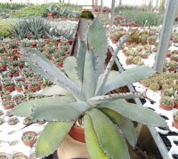 Agave guadalajarana Guadojora, NM