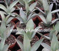 Agave guiengola