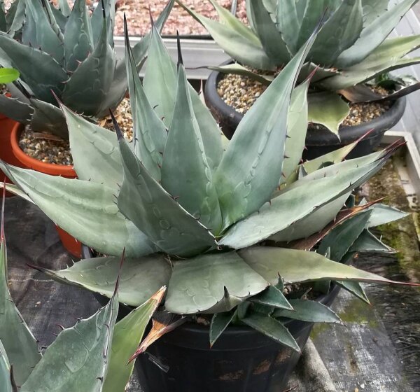 Agave havardiana XL (dw)