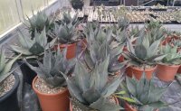 Agave havardiana XL (dw)