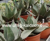 Agave havardiana XL (dw)