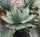 Agave havardiana XL (dw)