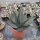 Agave havardiana XL (dw)