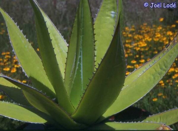 Agave impressa