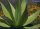 Agave impressa