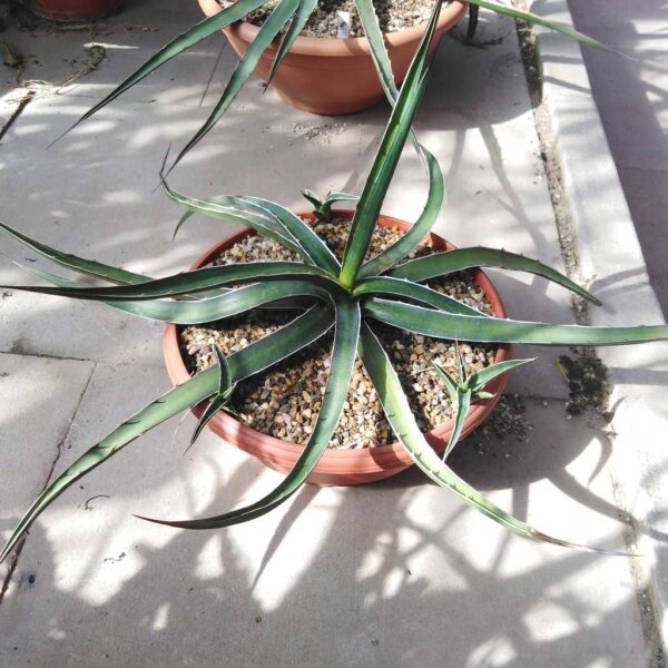 Agave lechuguilla MUG 159