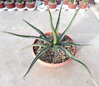 Agave lechuguilla MUG 159