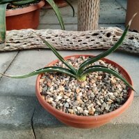 Agave lechuguilla MUG 159