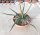Agave lechuguilla MUG 159