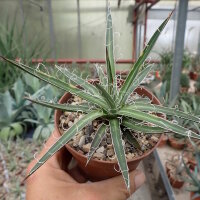 Agave X leopoldii