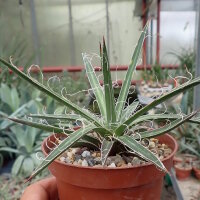 Agave X leopoldii