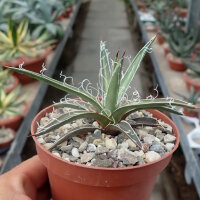 Agave X leopoldii