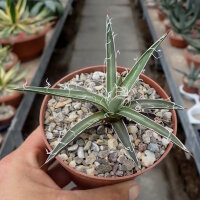 Agave X leopoldii