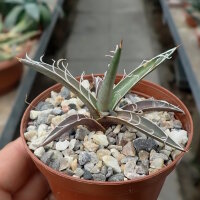 Agave X leopoldii
