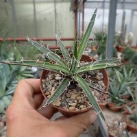 Agave X leopoldii