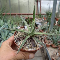 Agave X leopoldii