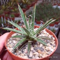 Agave X leopoldii