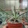 Agave X leopoldii