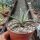 Agave X leopoldii