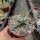 Agave X leopoldii